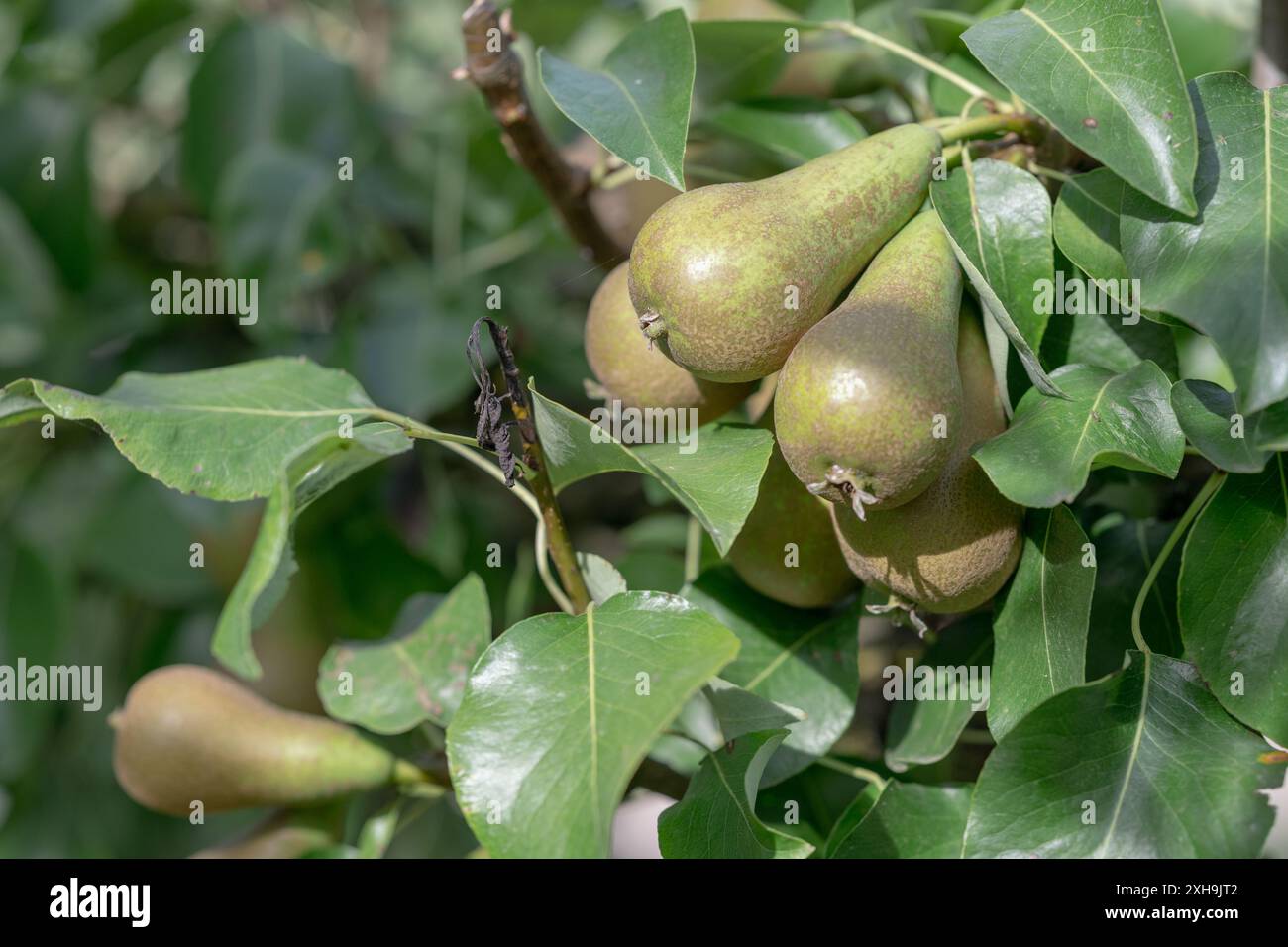 Young pears taken on their tree on a sunny summer day with green blurred background Stock Photo