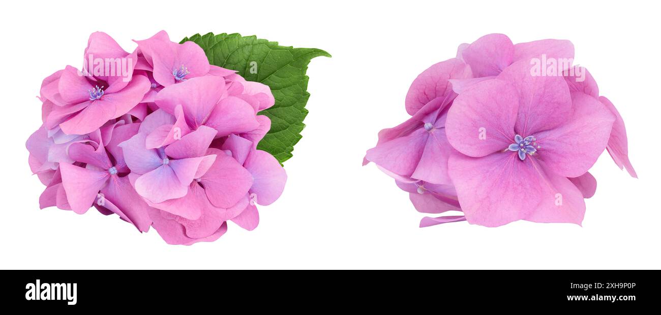 Pink Hydrangea flower isolated on white background Stock Photo - Alamy