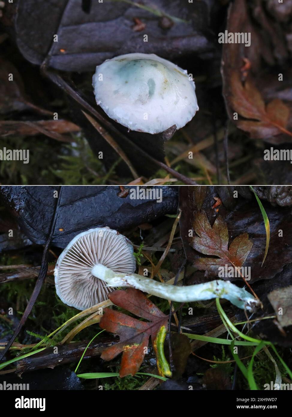 Peppery Roundhead, Stropharia pseudocyanea, Strophariaceae. Top Side and Underside. Stock Photo