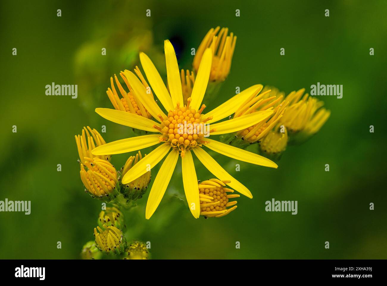 Yellow ragwort jacobaea vulgaris hi-res stock photography and images ...