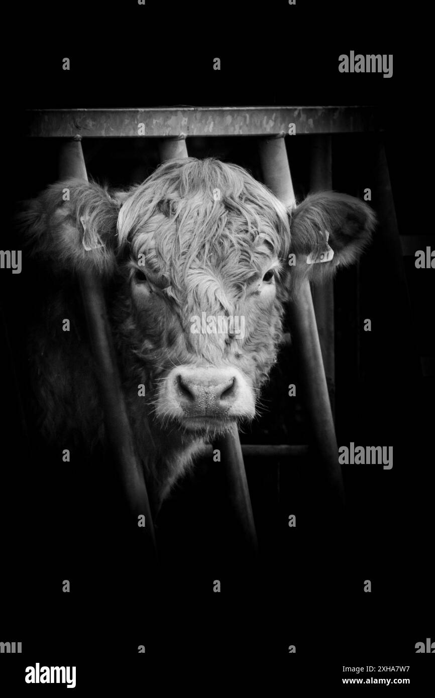 Black and white highland cattle hi-res stock photography and images - Alamy