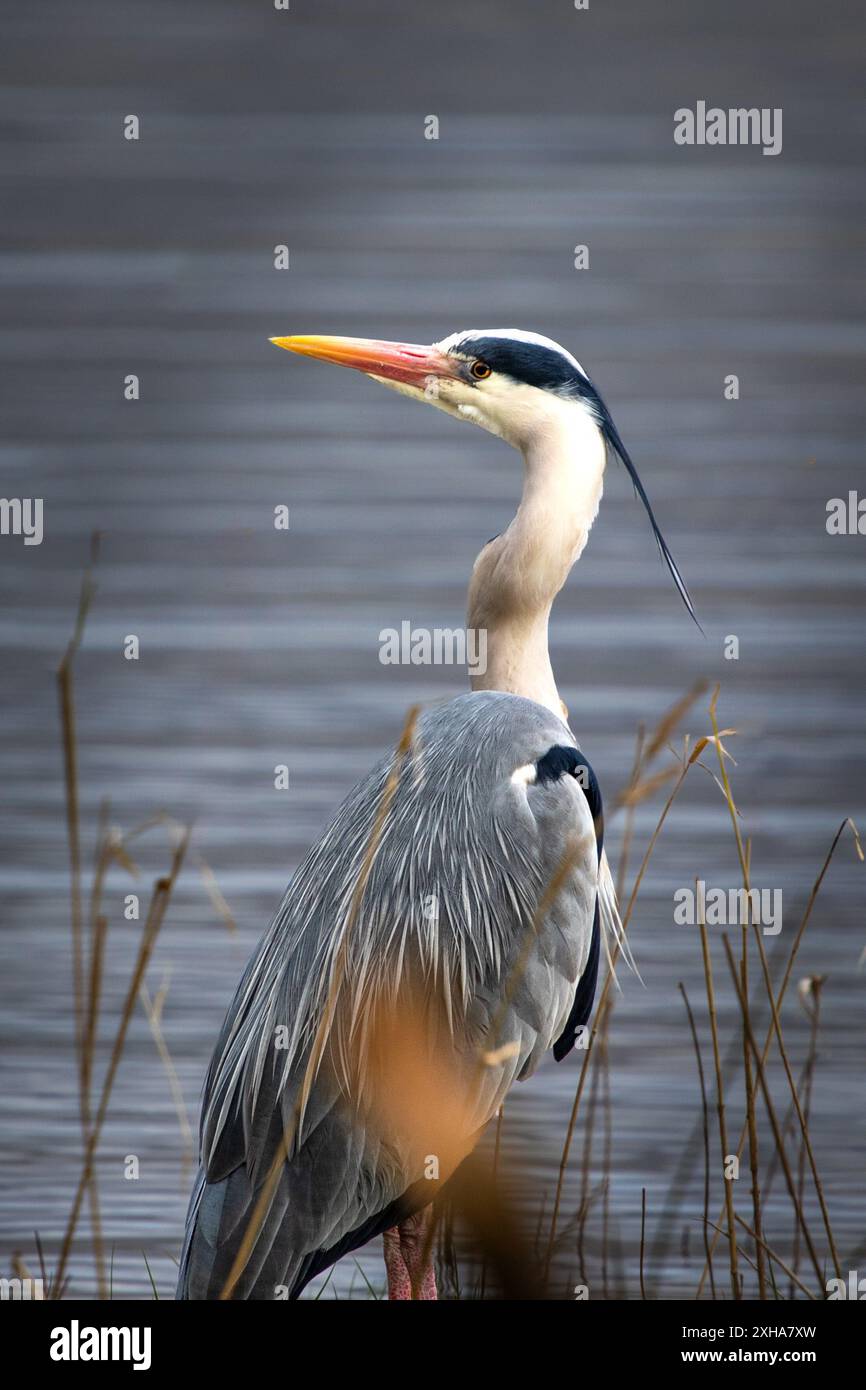 A photograph of a heron posing at Grasmere in the UK Lake District Stock Photo