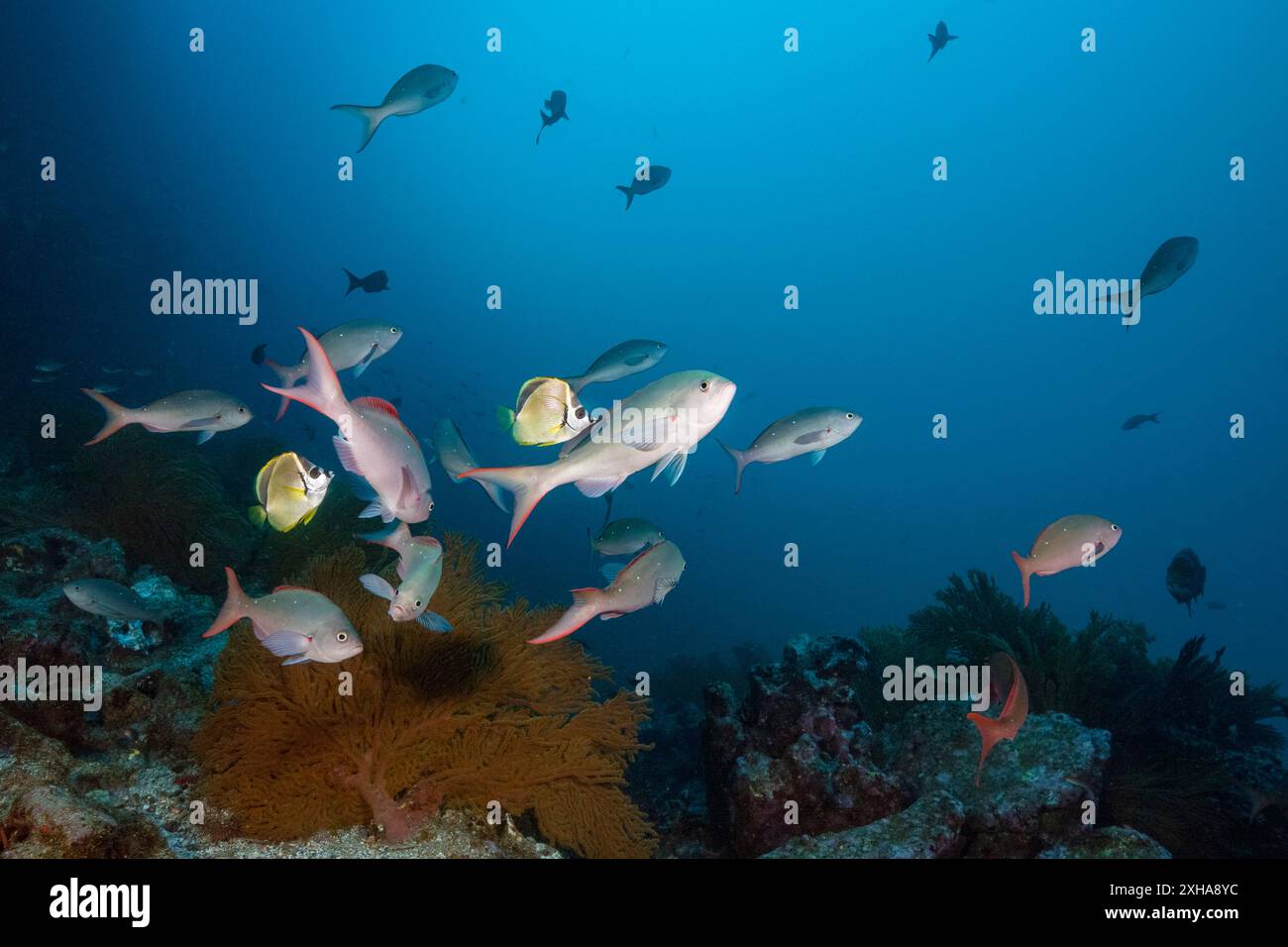 barberfish, blacknosed butterflyfish, Johnrandallia nigrirostris ...