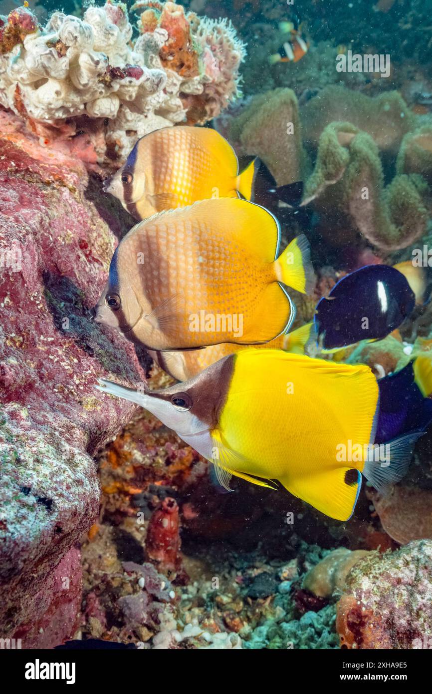 yellow longnose butterflyfish, or forceps butterflyfish, Forcipiger flavissimus, and  sunburst butterflyfish, Chaetodon kleinii, feeding on fish spawn Stock Photo