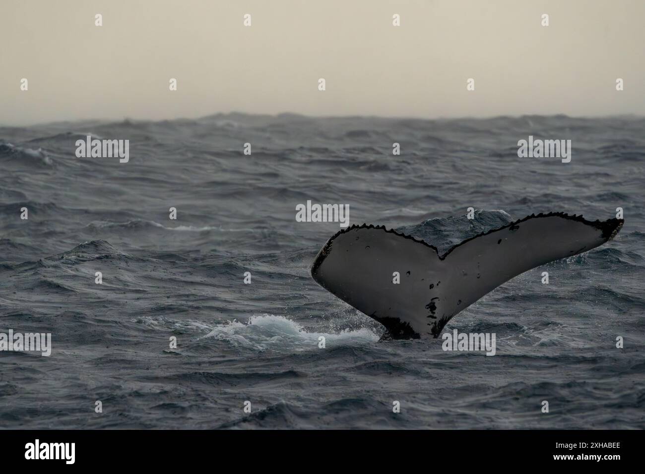 Humpback Whale Tail Above the water in Australia on a rainy moody day ...