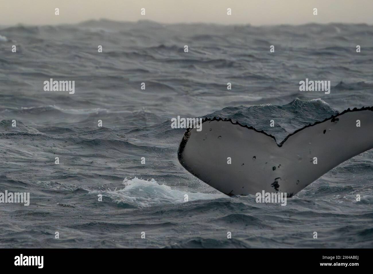 Tail humpback whale above water hi-res stock photography and images - Alamy