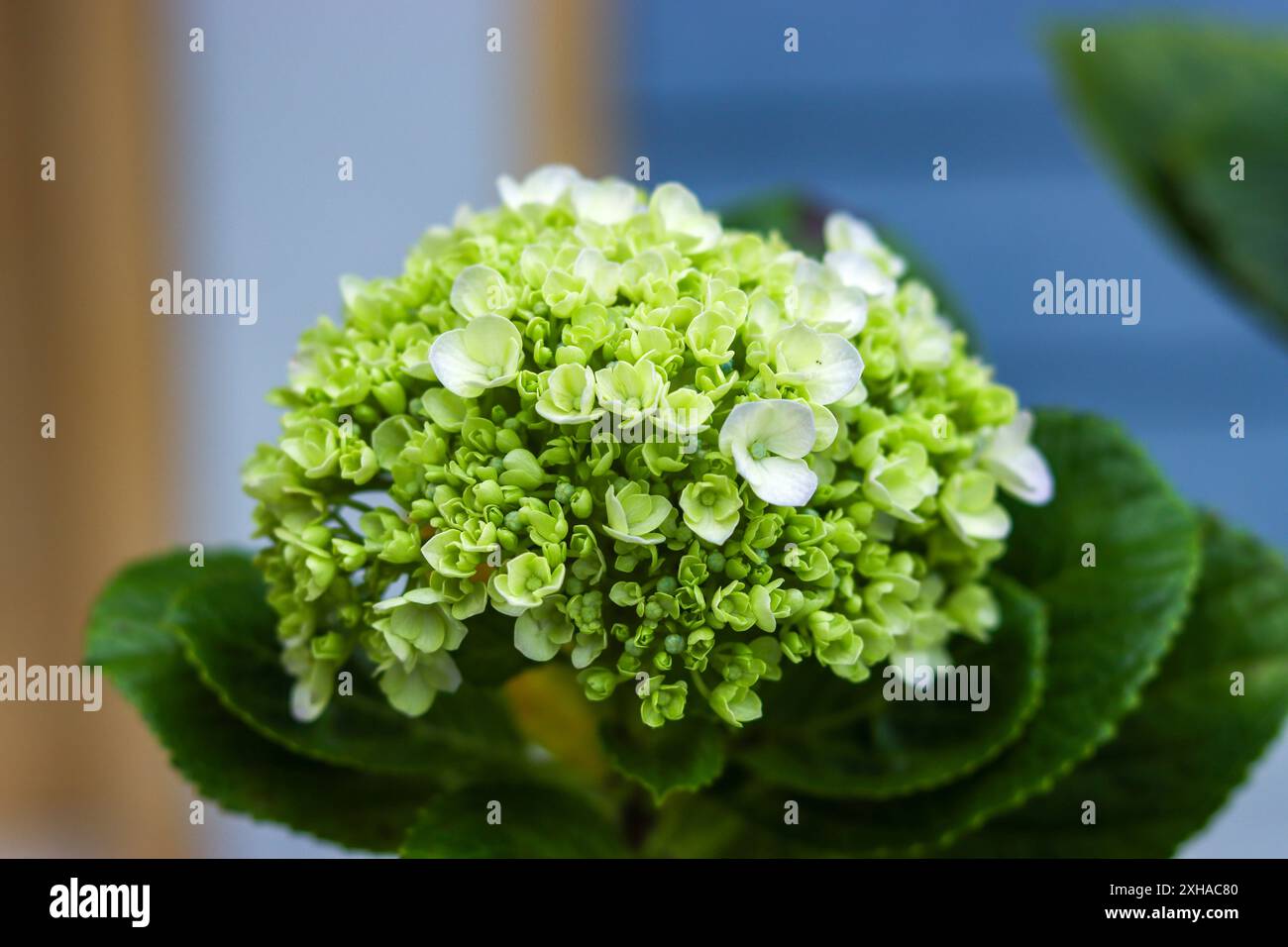 Green hydrangea blooming, beautiful summer time Stock Photo