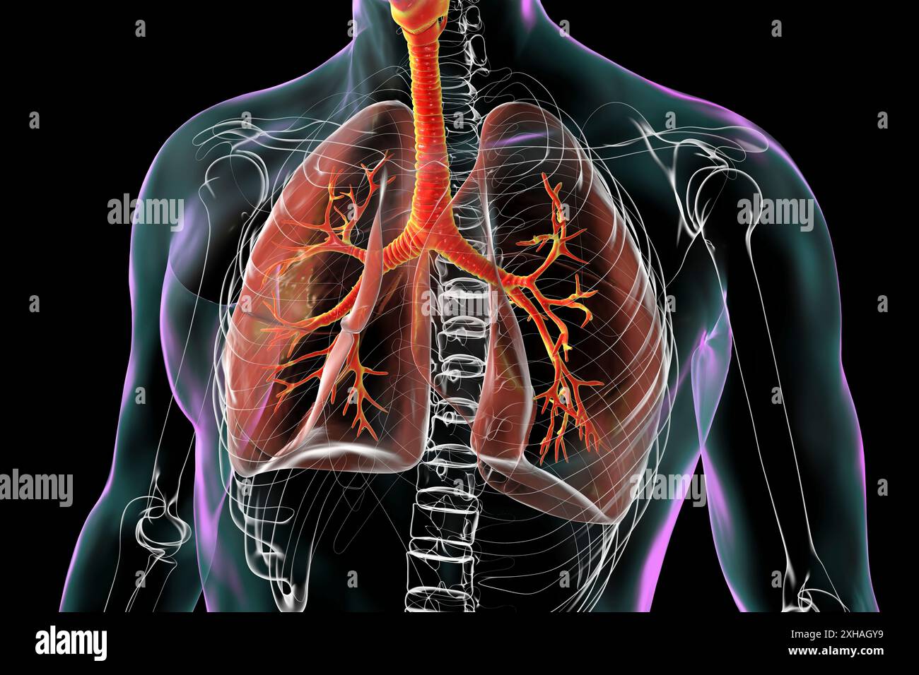 Illustration of the anatomy of the human respiratory system, with lungs ...