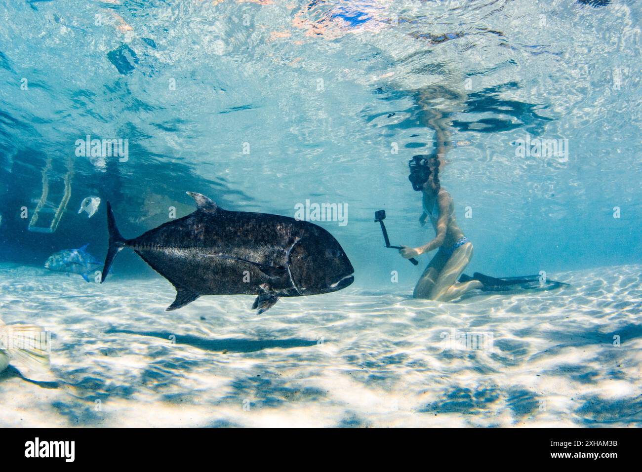 giant trevally, Caranx ignobilis, One Foot Island, Aitutaki, Cook Islands, South Pacific Ocean Stock Photo