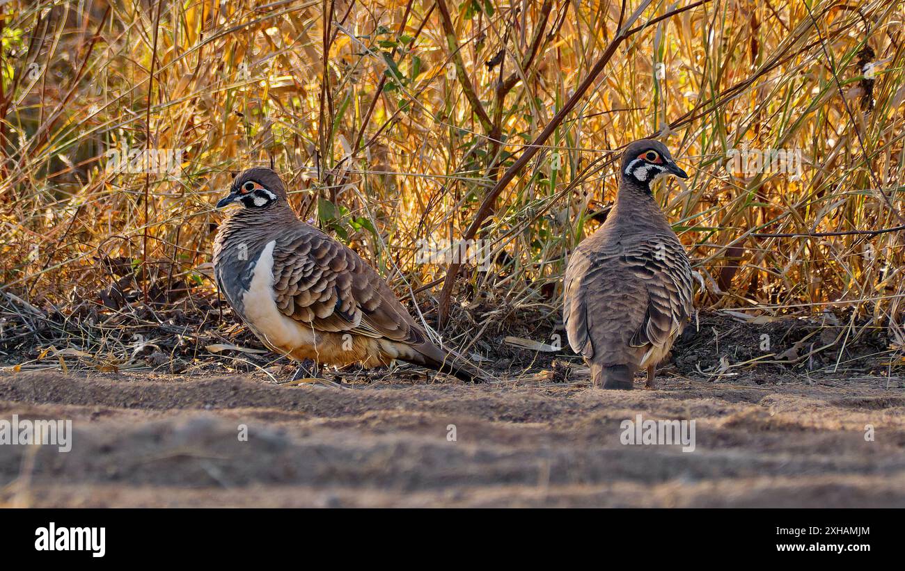 Squatter pigeon pigeon geophaps scripta australia hi-res stock ...