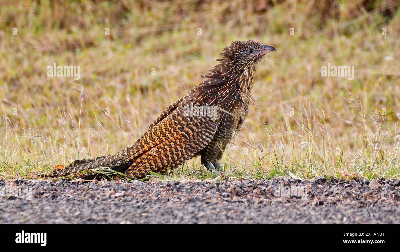 Pheasant coucal queensland hi-res stock photography and images - Alamy