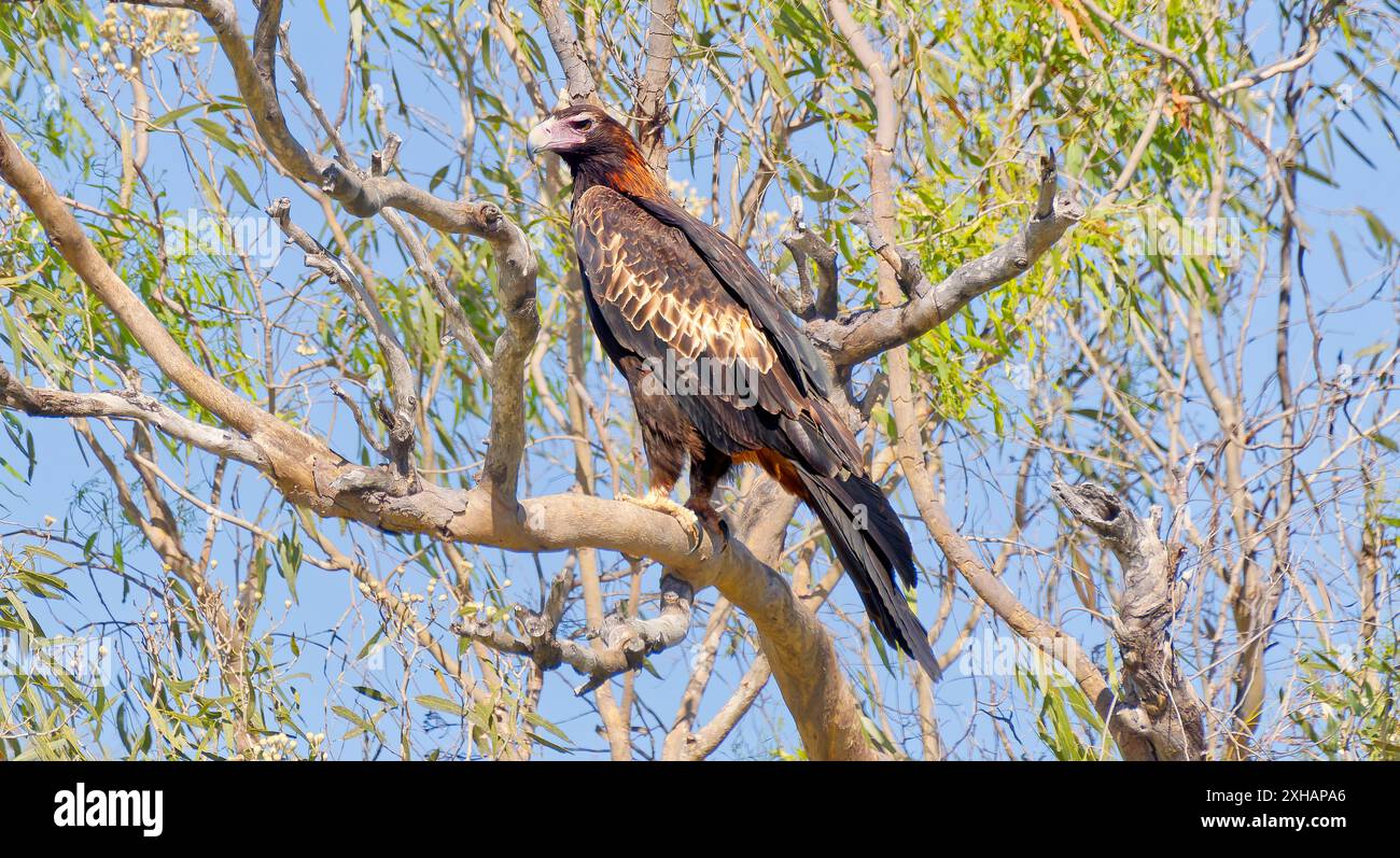 Wedge tailed eagle australia hi-res stock photography and images - Alamy