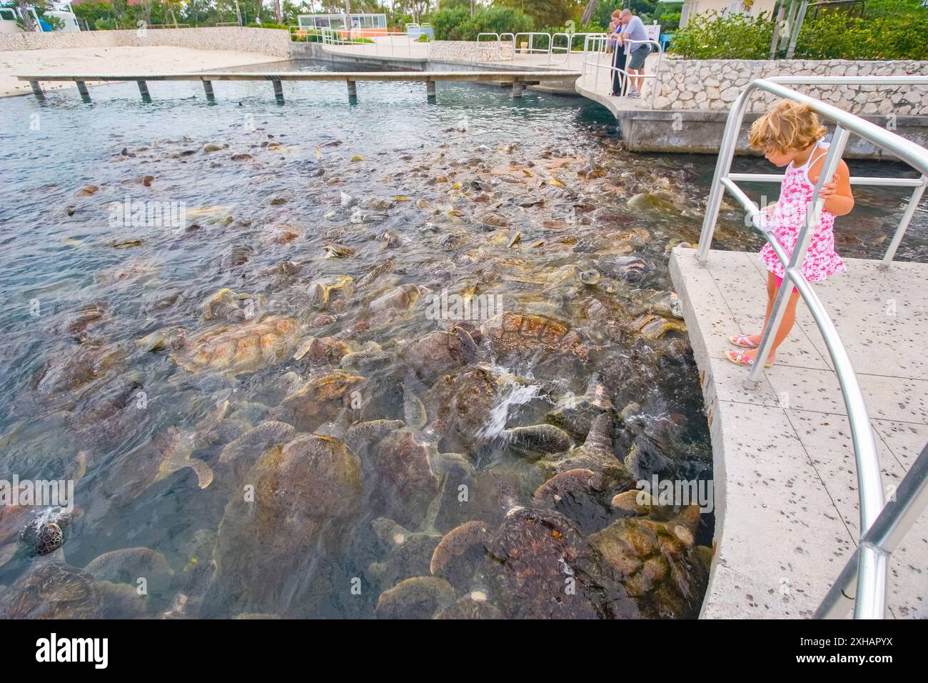 Sea turtle farming hi-res stock photography and images - Alamy