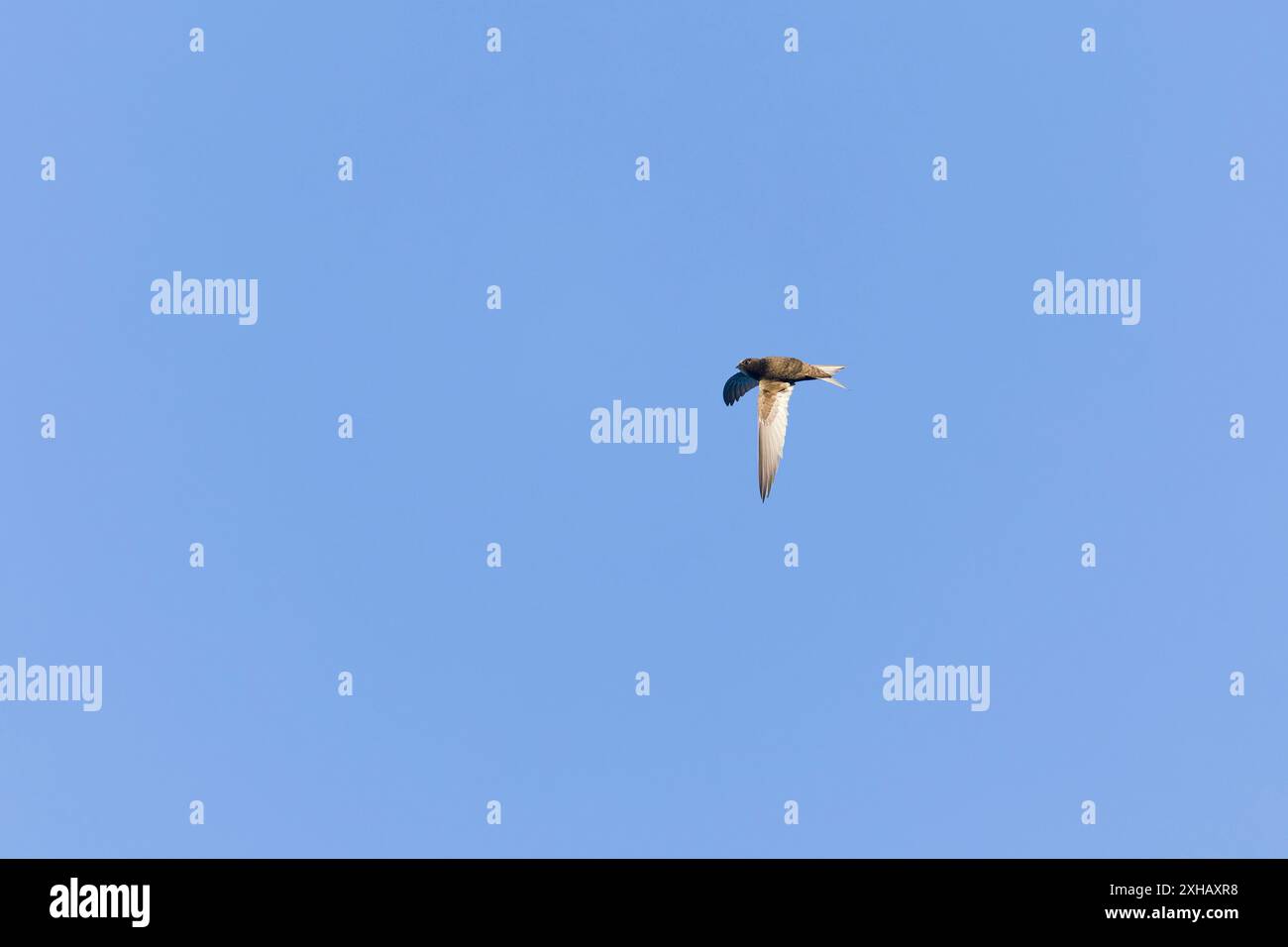 Common swift Apus apus, adult turning in flight, Suffolk, England, June ...