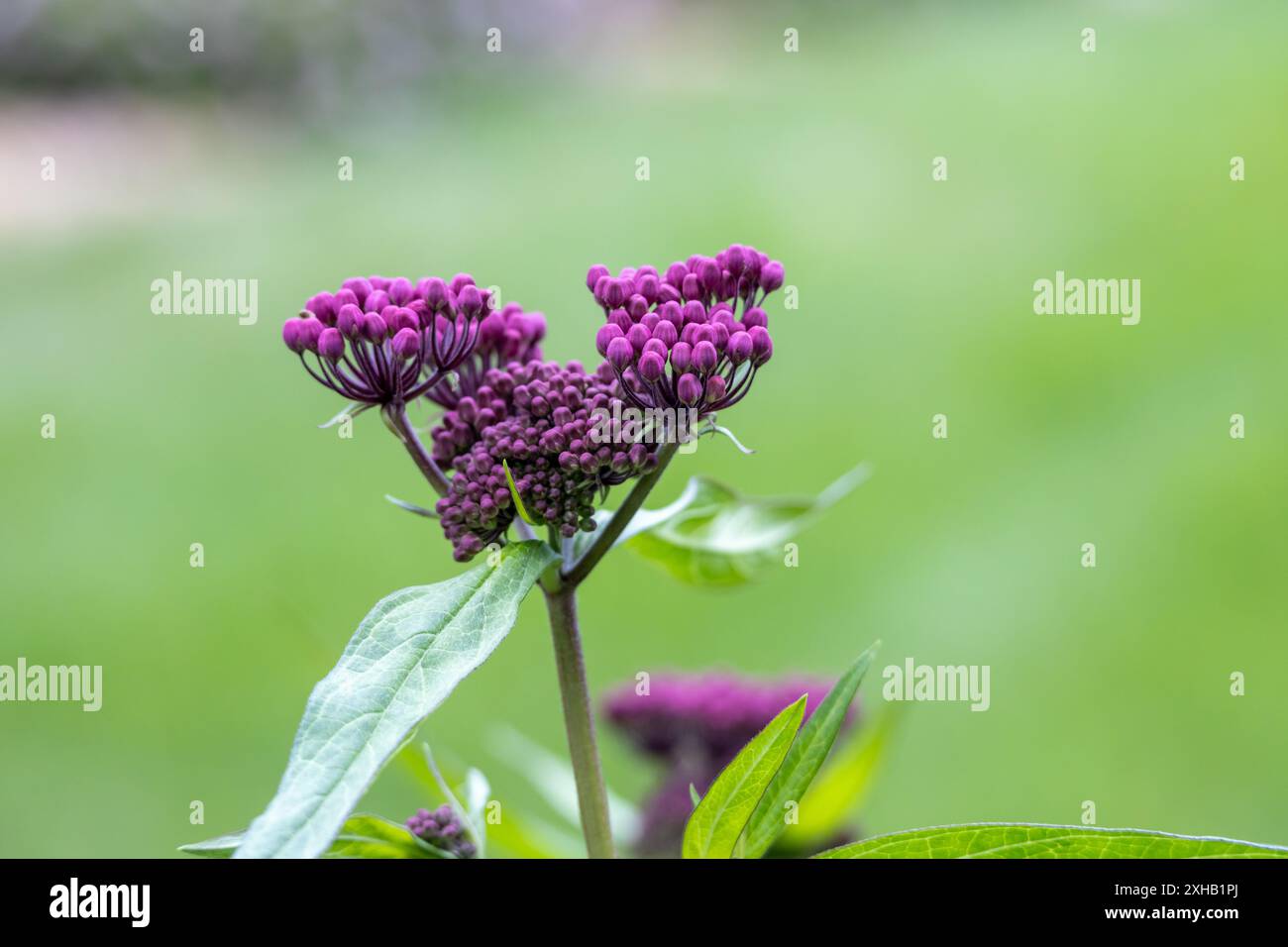 Full frame abstract texture background of budding rosy swamp milkweed (asclepias incarnata) blooms in an herb garden with defocused background Stock Photo