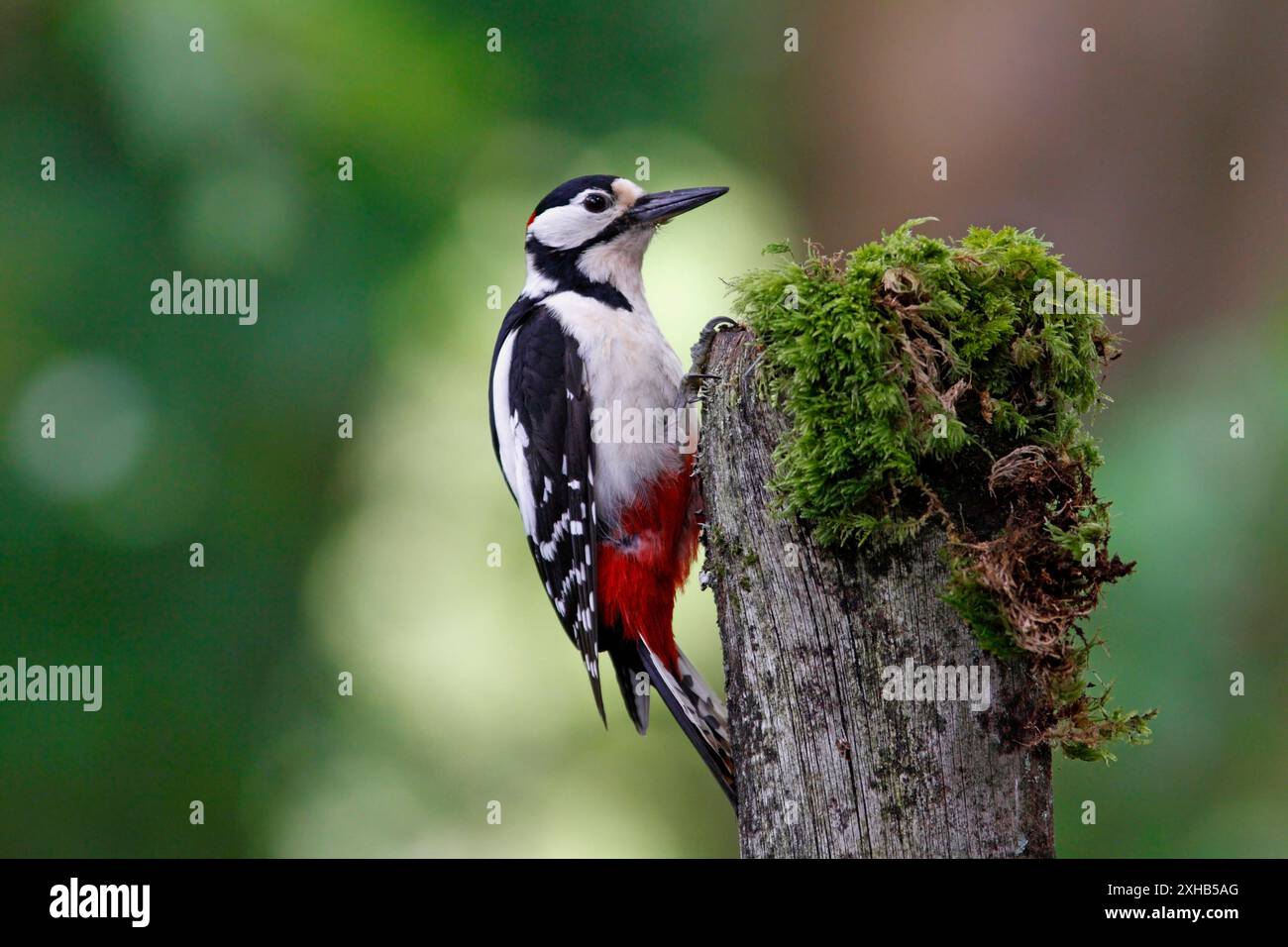 GREAT SPOTTED WOODPECKER (Dendrocopos major) male bird on a stump, UK. Stock Photo