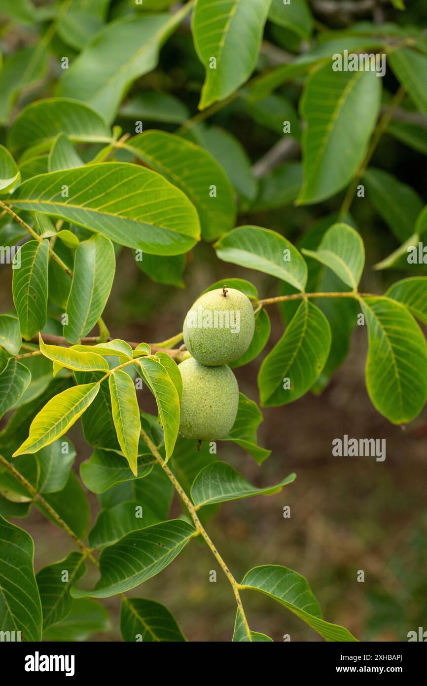 Walnut Tree Close Close up walnut tree hi-res stock photography and images - Alamy