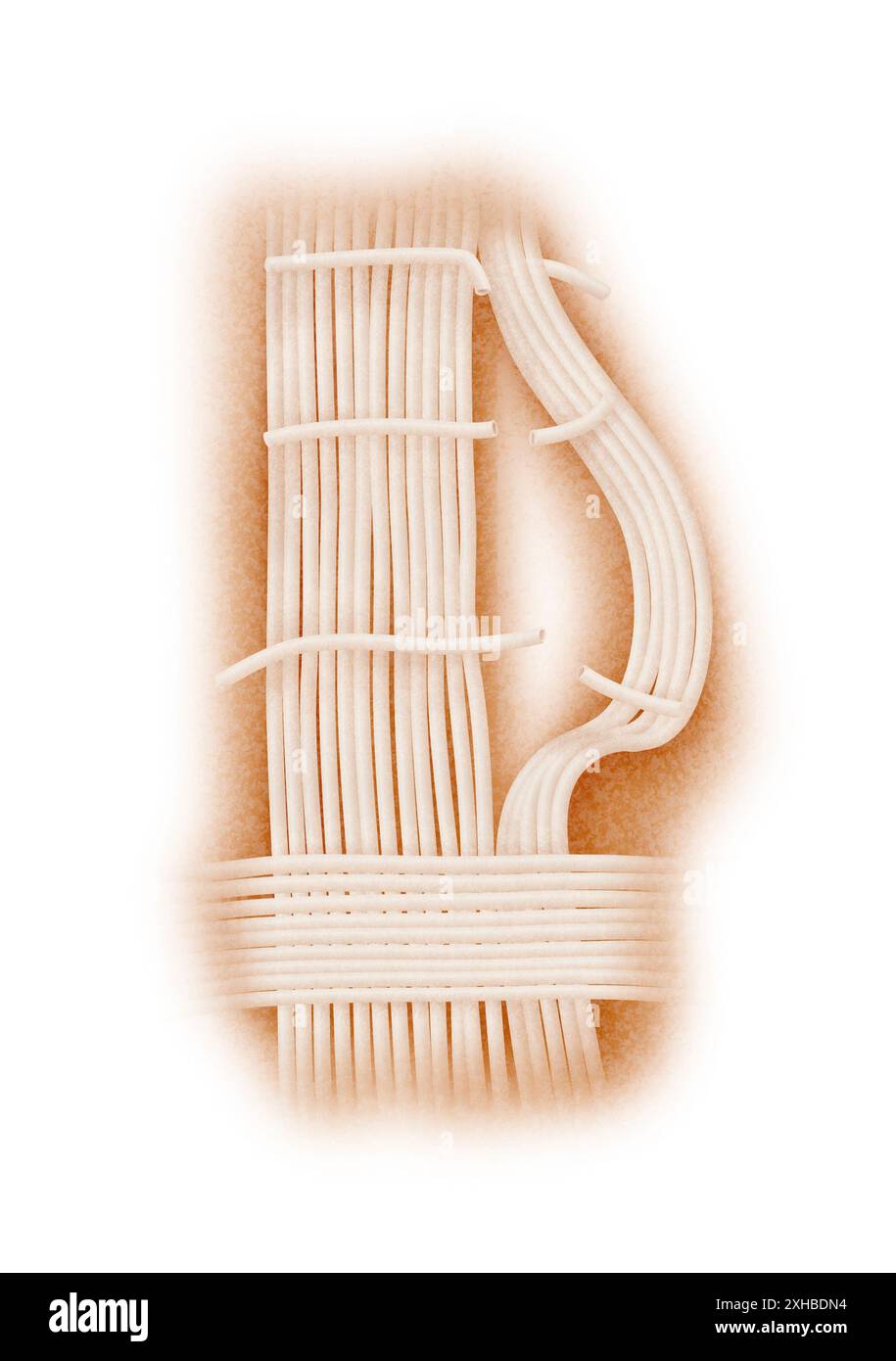 This is a thorough anatomical representation of arm muscles with a detailed focus fasciae Stock Photo