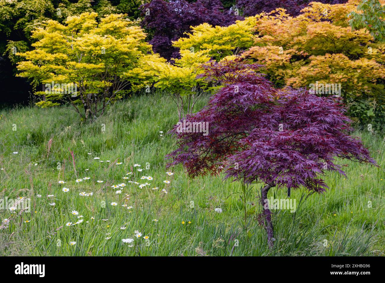 Acer tree growing in lawn hi-res stock photography and images - Alamy