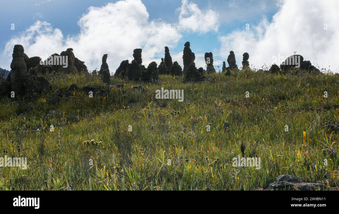 Landscape on Amuri Tepui with untouched endemic vegetation and black ...