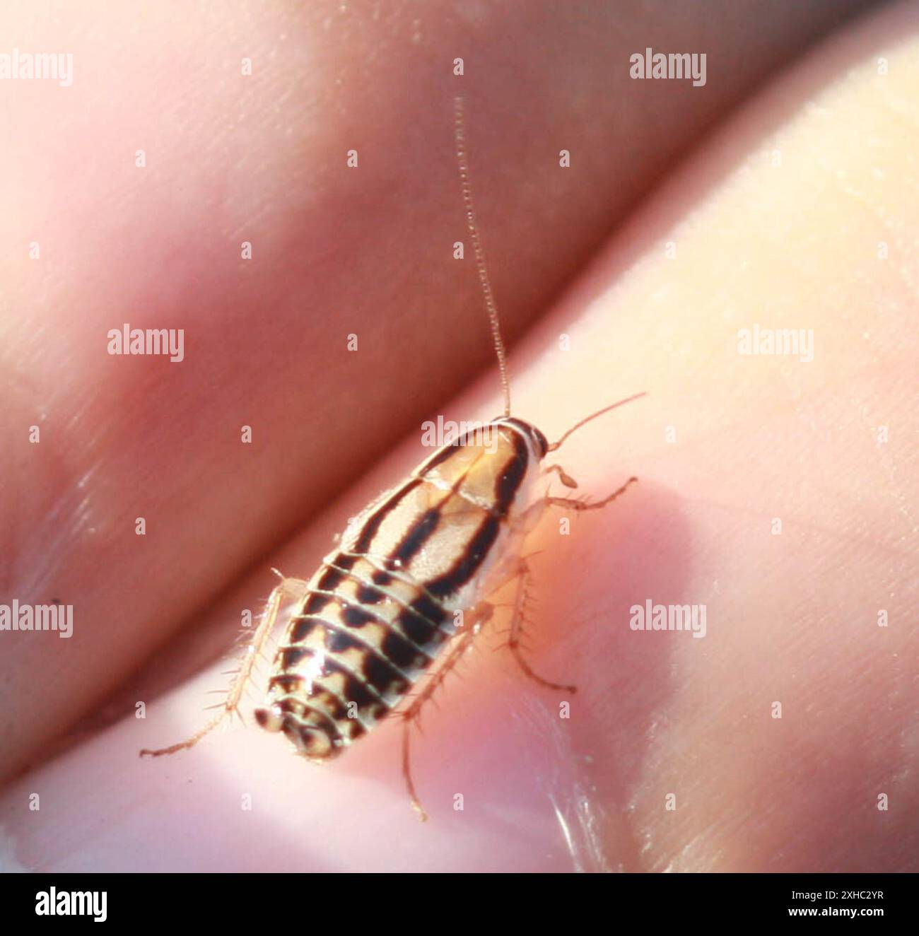 Three lined cockroach luridiblatta trivittata tennessee valley marin