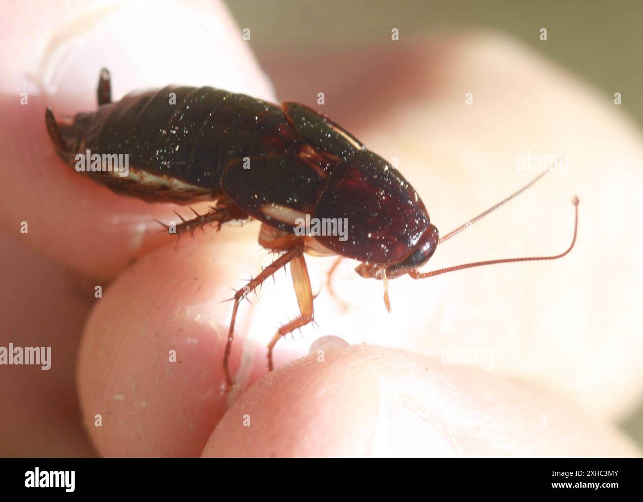 Turkestan Cockroach (Periplaneta lateralis) Wetlands Park LAs Vegas ...