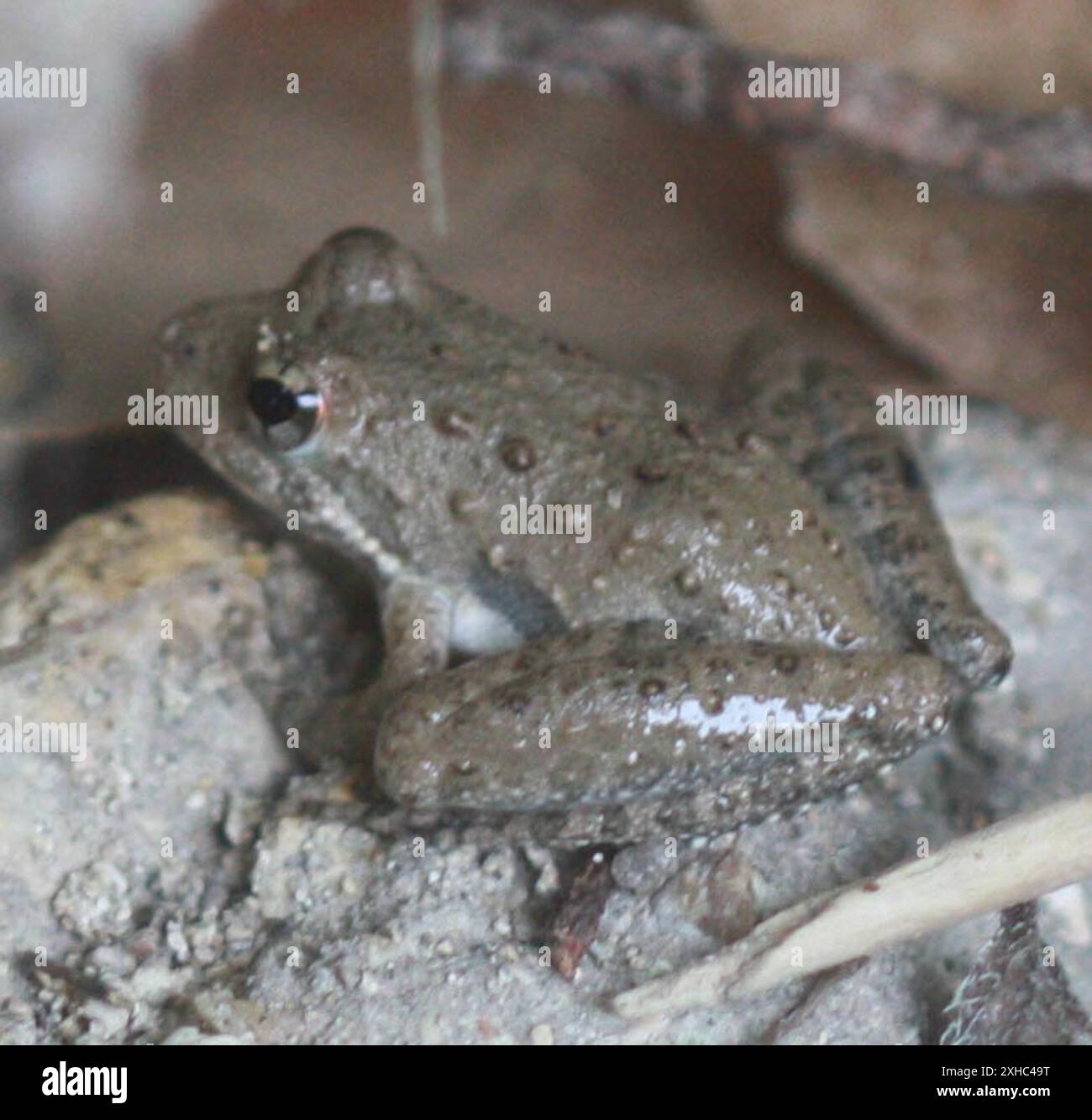 Blanchard's Cricket Frog (Acris blanchardi) Hamilton Pools Stock Photo ...