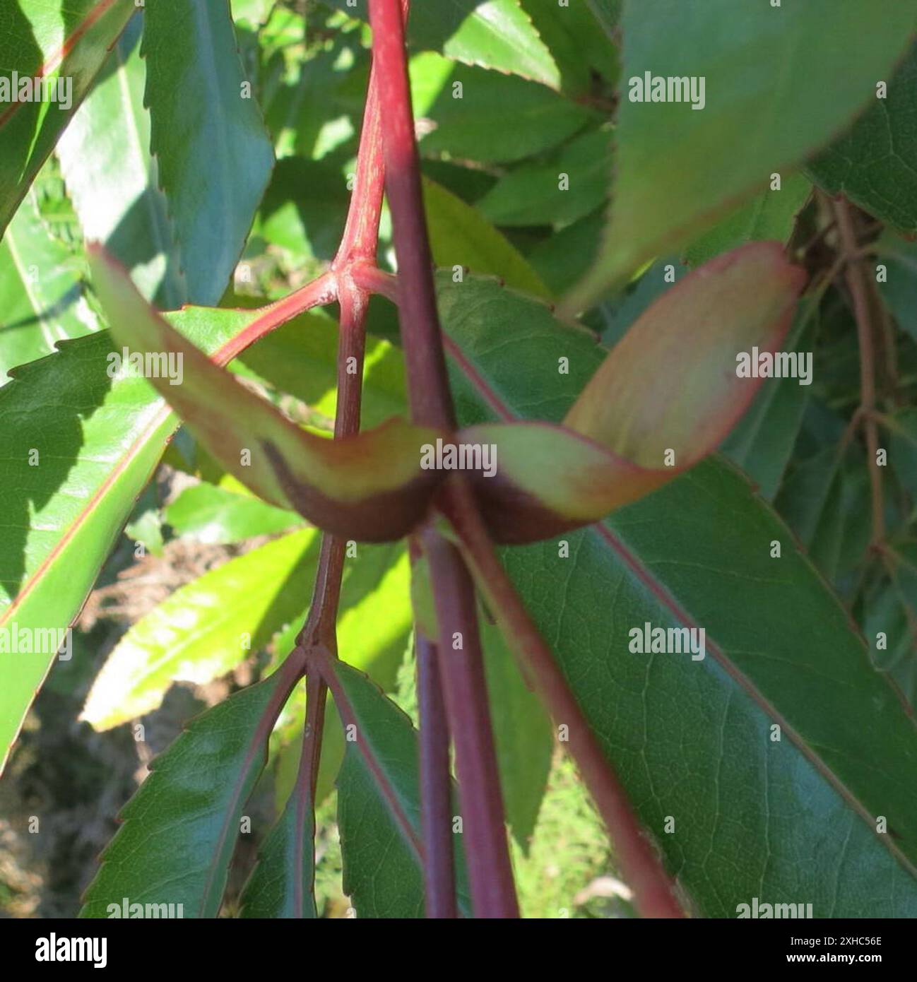 Butterspoon tree cunonia capensis hi-res stock photography and images ...