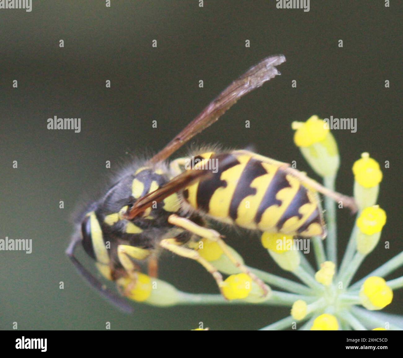 Western Yellowjacket (Vespula pensylvanica) mori point Stock Photo - Alamy
