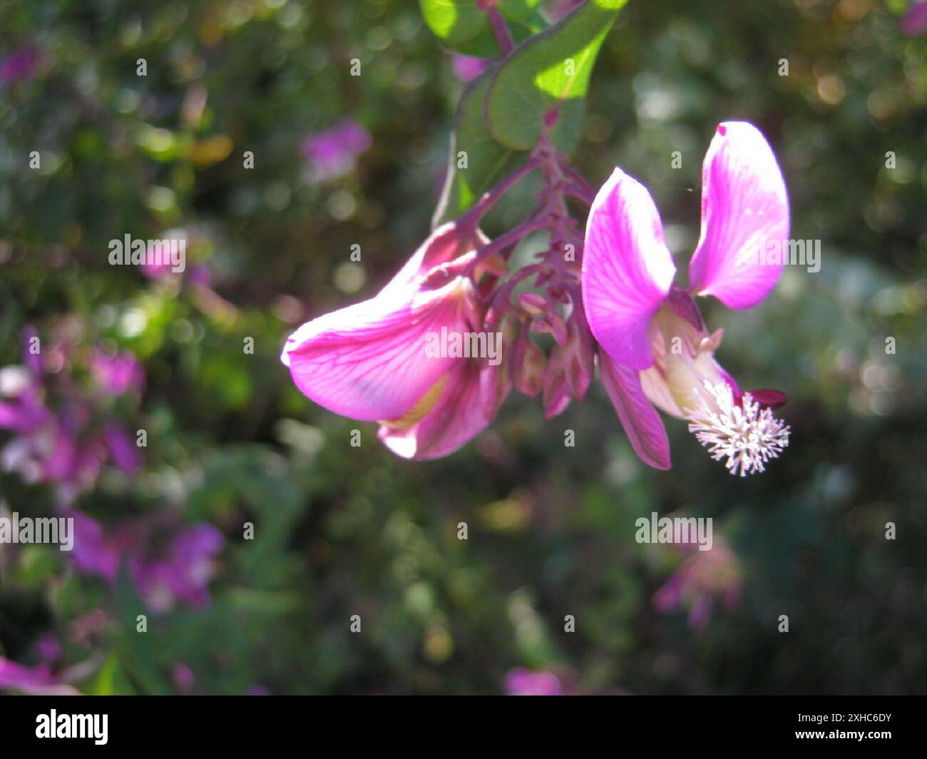 Heartleaf Falsepea (Polygala fruticosa) Bergplaas in the Outeniquas ...