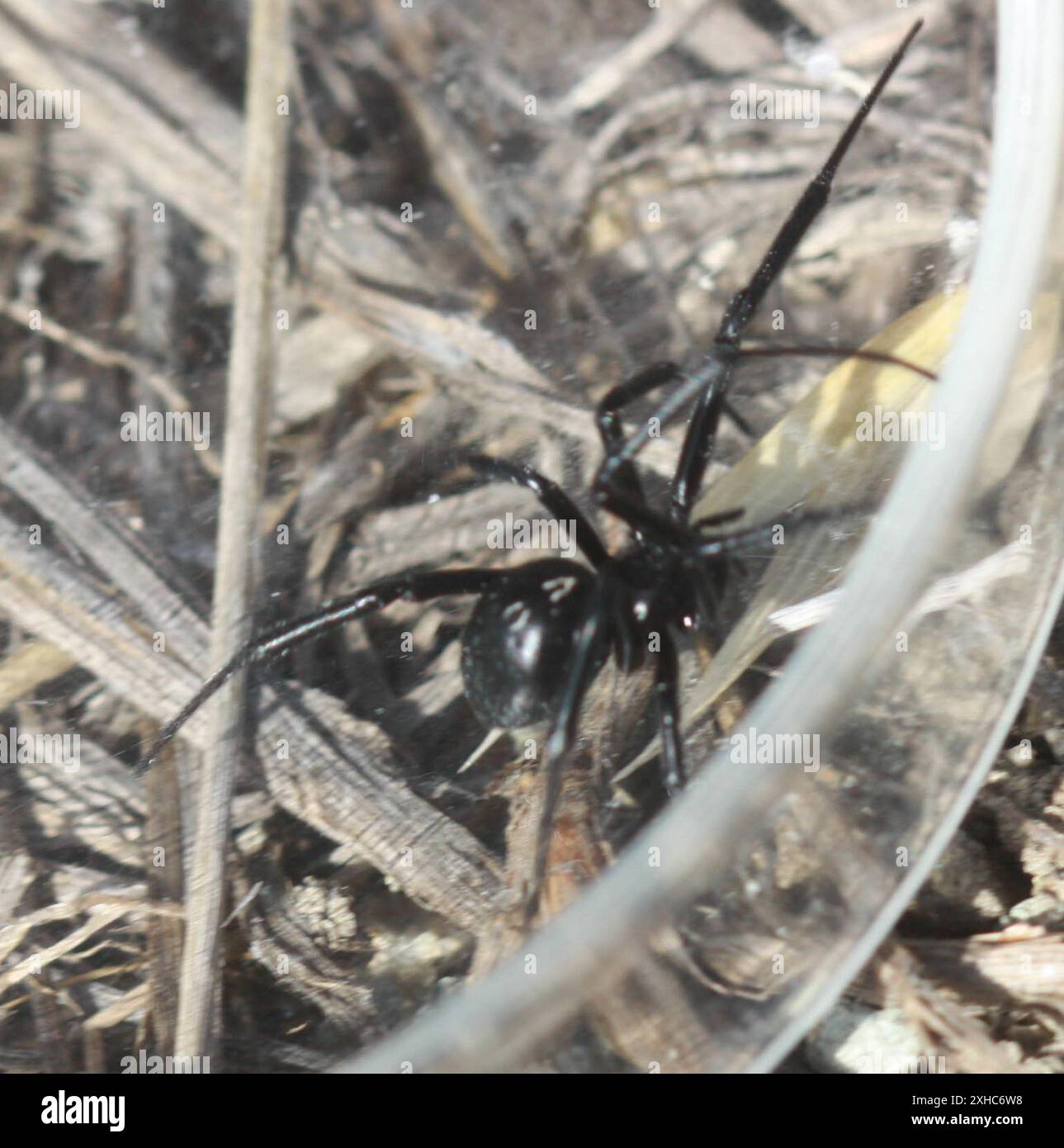 Western Black Widow Latrodectus Hesperus San Francisco California 