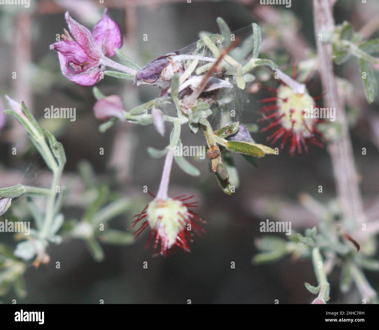 Rhatany Littleleaf Rhatany (Krameria erecta) las vegas Stock Photo - Alamy
