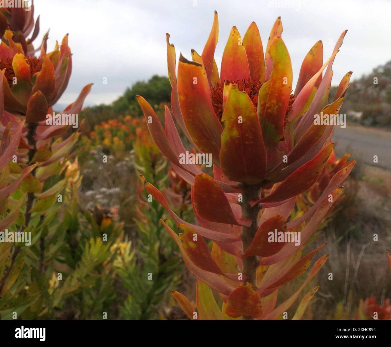 Sun Conebushes (Nucifera) Kromriver Hut Stock Photo