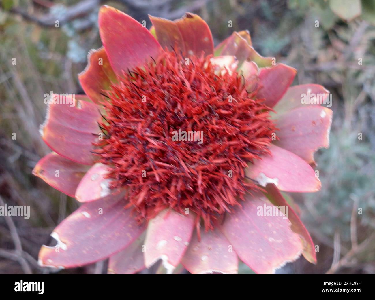 Sun Conebushes (Nucifera) Kromriver Hut Stock Photo