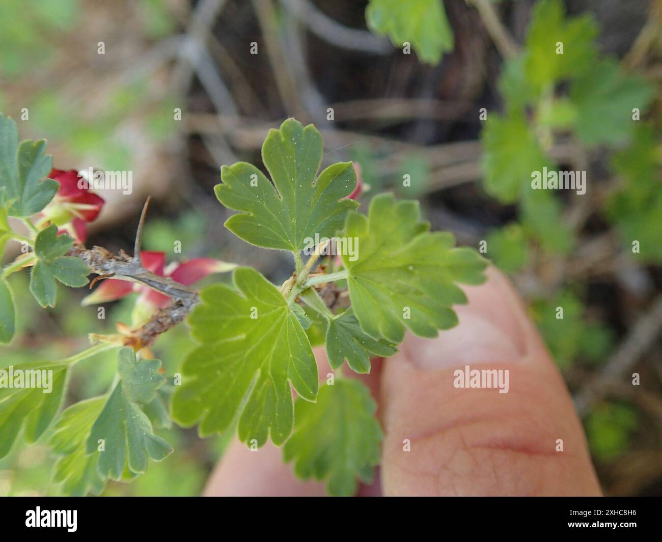 Sierra Gooseberry (Ribes roezlii) Point Mariah Stock Photo - Alamy