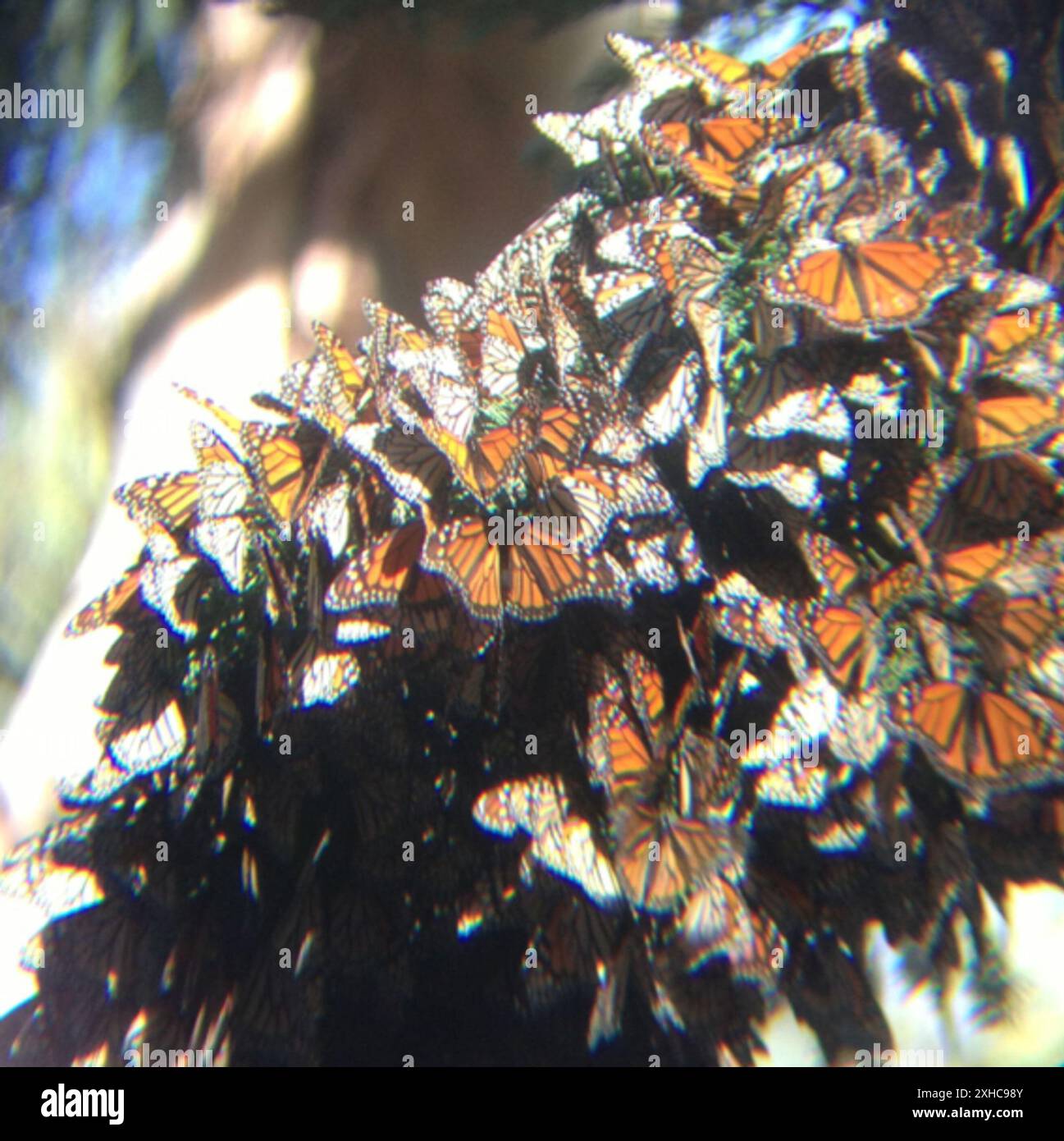 Monarch (Danaus plexippus) Cabrillo Hwy, Pismo Beach, California, US ...