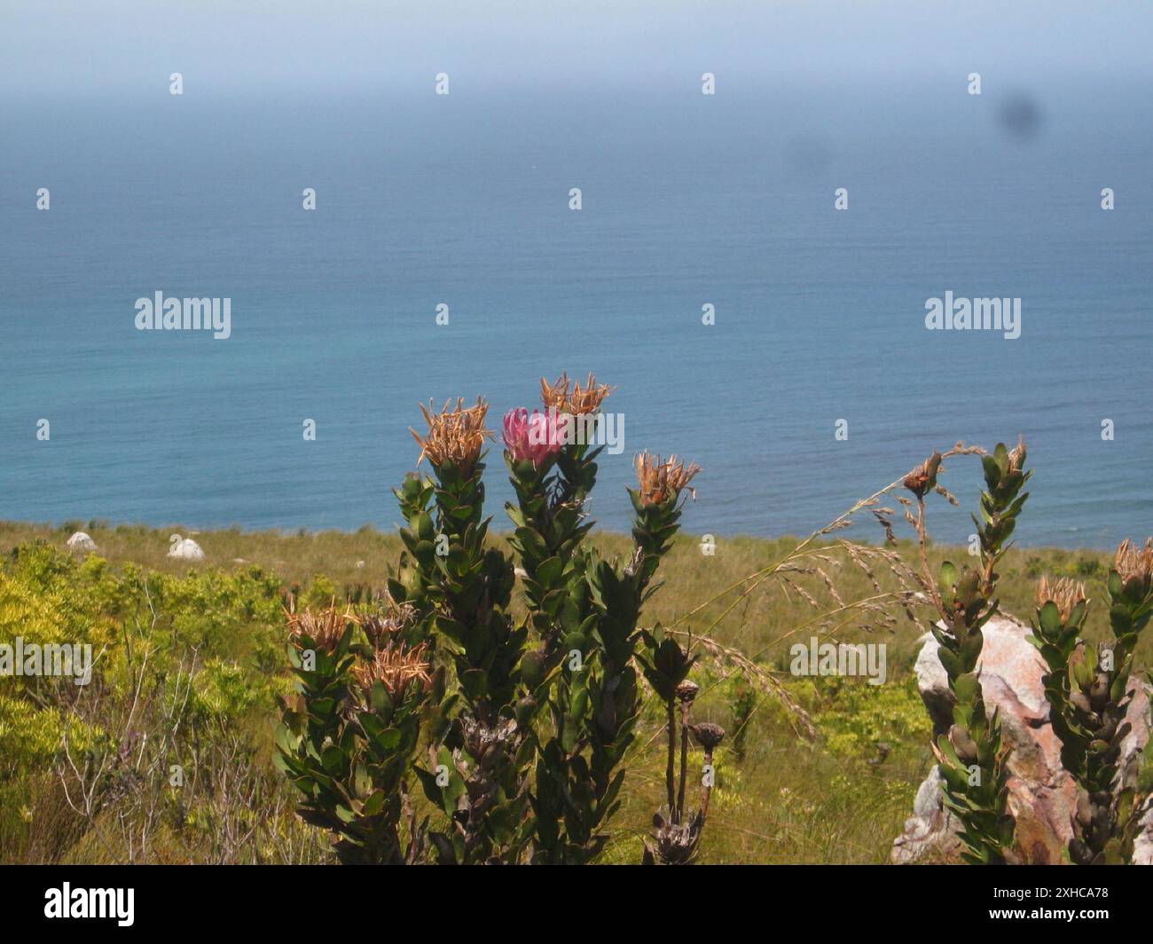 Bot River Sugarbush (Protea compacta) Spooknekcircuit in the Western ...