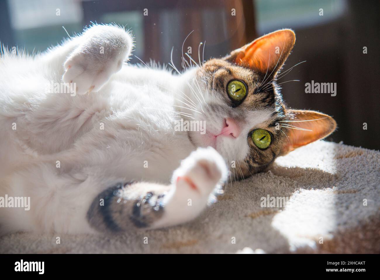 Tumbado sunbathing hi-res stock photography and images - Alamy