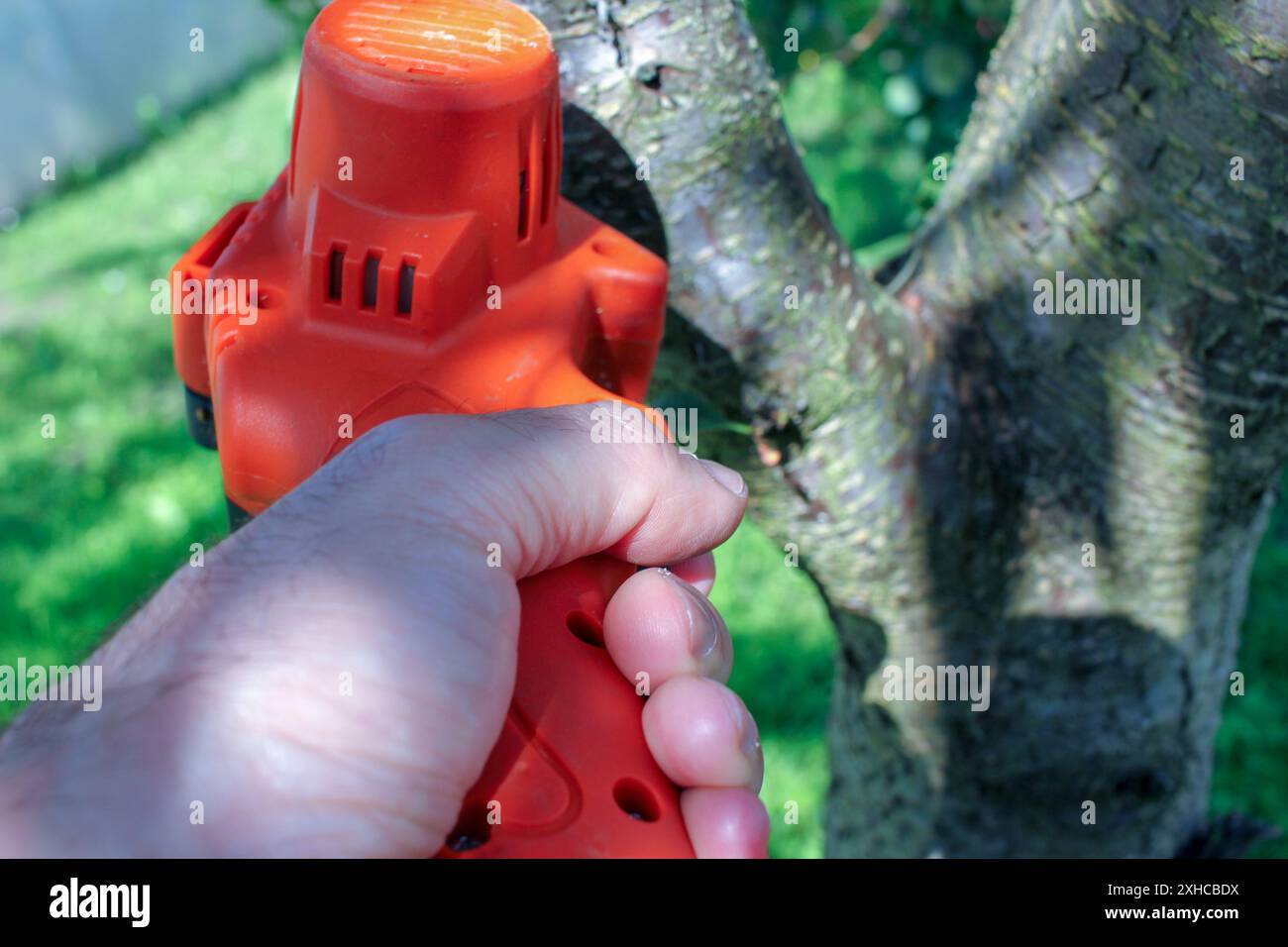 human hand of a gardener holding a small, electric chainsaw to trim some branches of a peach tree Stock Photo