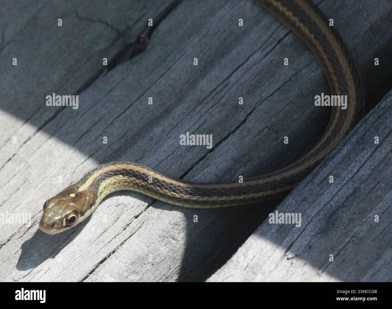 Western Ribbon Snake (Thamnophis proximus) New Orleans, Louisiana ...