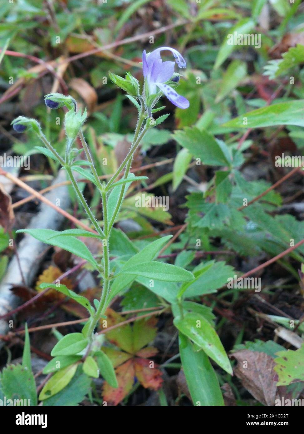 Blue Curls (Trichostema dichotomum) 100 Acre Wood (Town of Malta, NY) Stock Photo