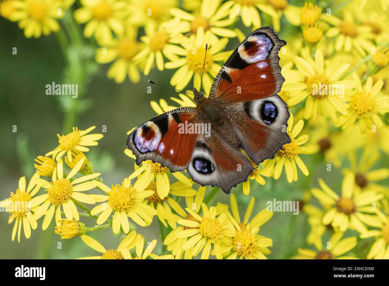 Peacock butterfly (Agleis io) on St James' ragwort (Jacobaea vulgaris