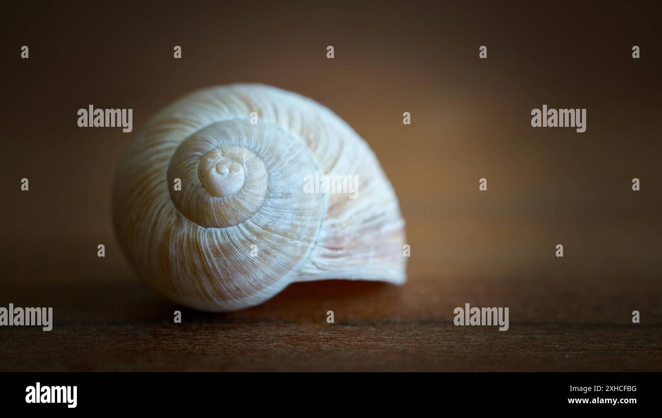 Empty snail shell as decoration on a wooden table Stock Photo