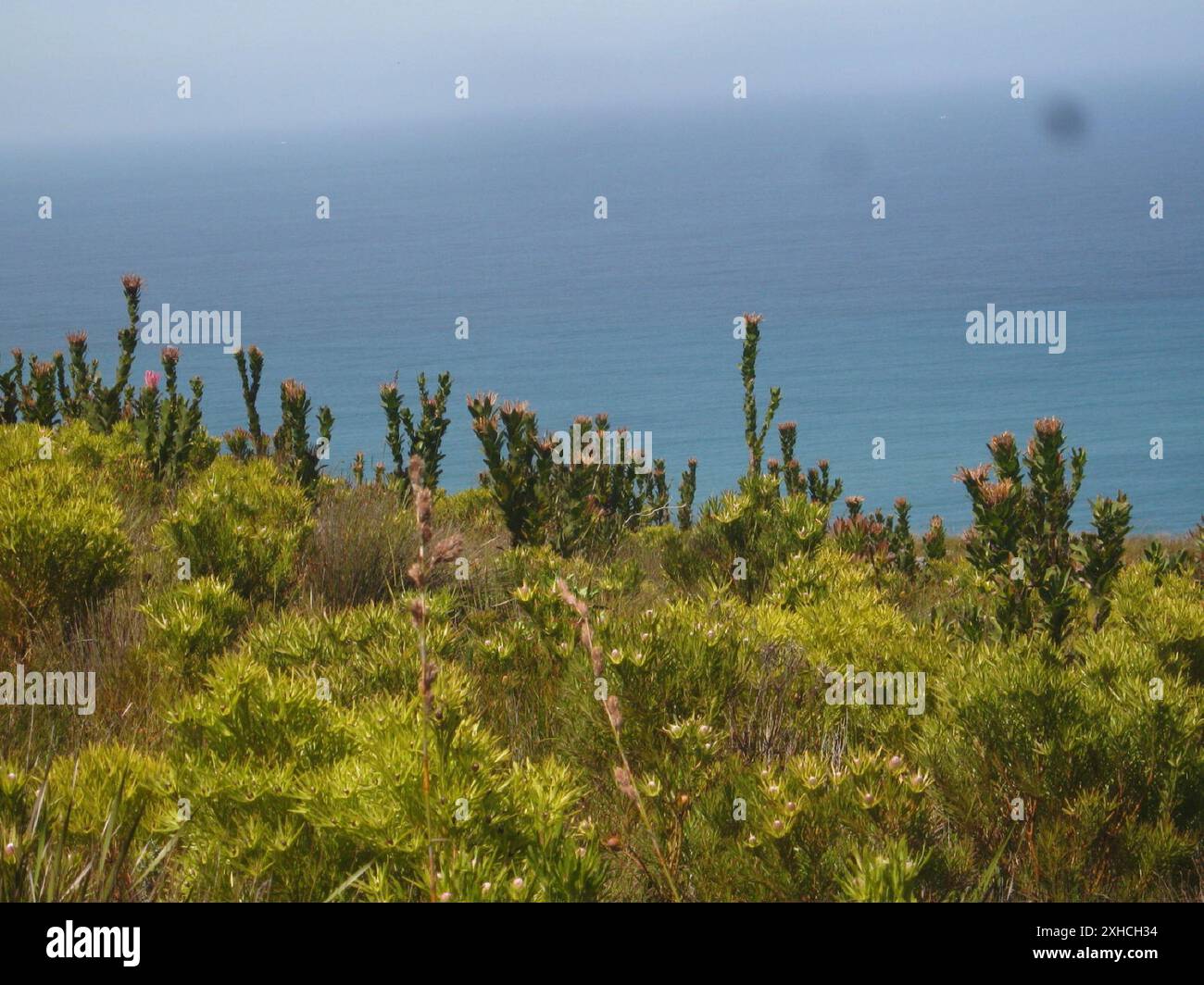 Bot River Sugarbush (Protea compacta) Spooknekcircuit in the Western ...