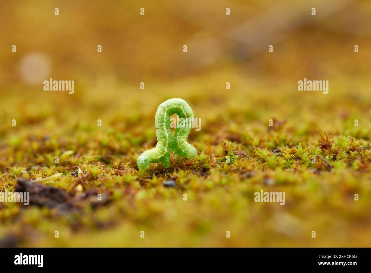 Caterpillar from winter moth (Operophtera brumata) . Caterpillar from winter moth (Operophtera brumata) caterpillar Stock Photo