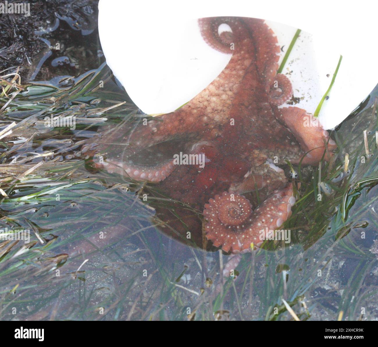 Octopus rubescens hi-res stock photography and images - Alamy