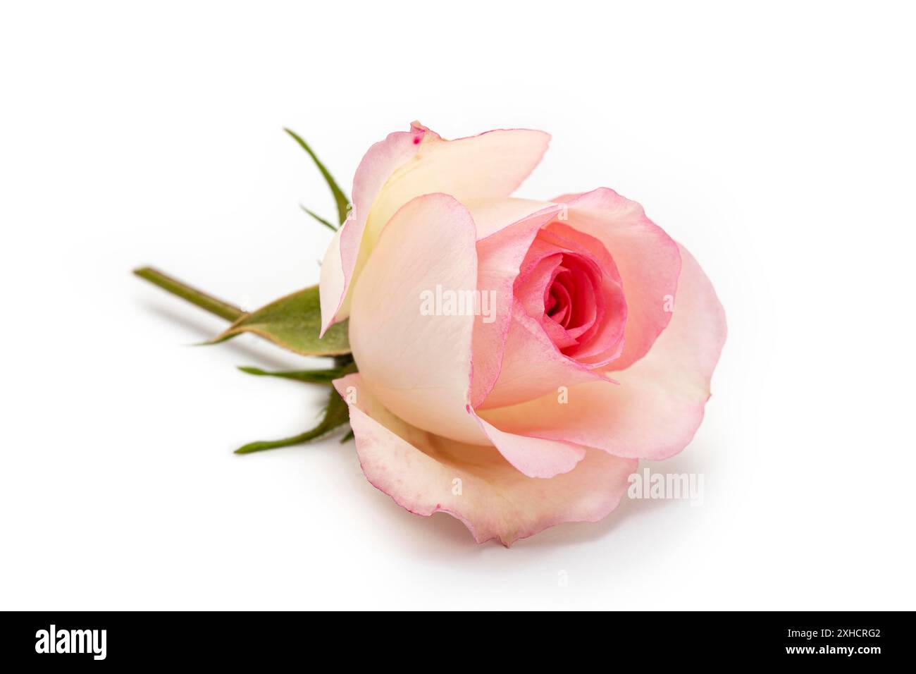 Pink rose isolated on white background. Love concept Stock Photo - Alamy