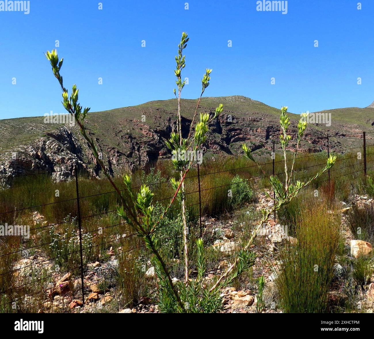 Deltaseed Conebushes (Trigona) Cockscomb lower down Stock Photo
