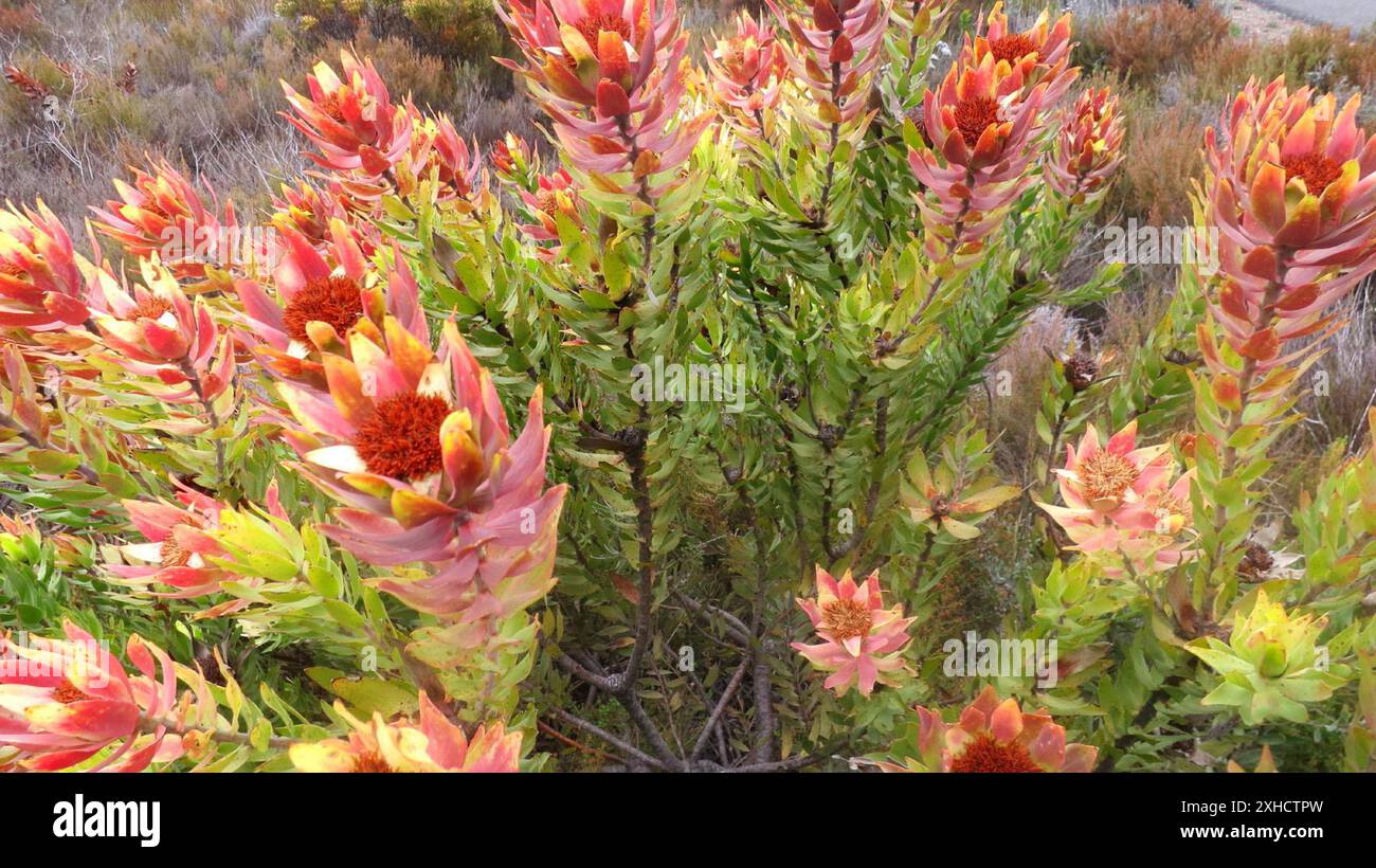 Sun Conebushes (Nucifera) Kromriver Hut Stock Photo