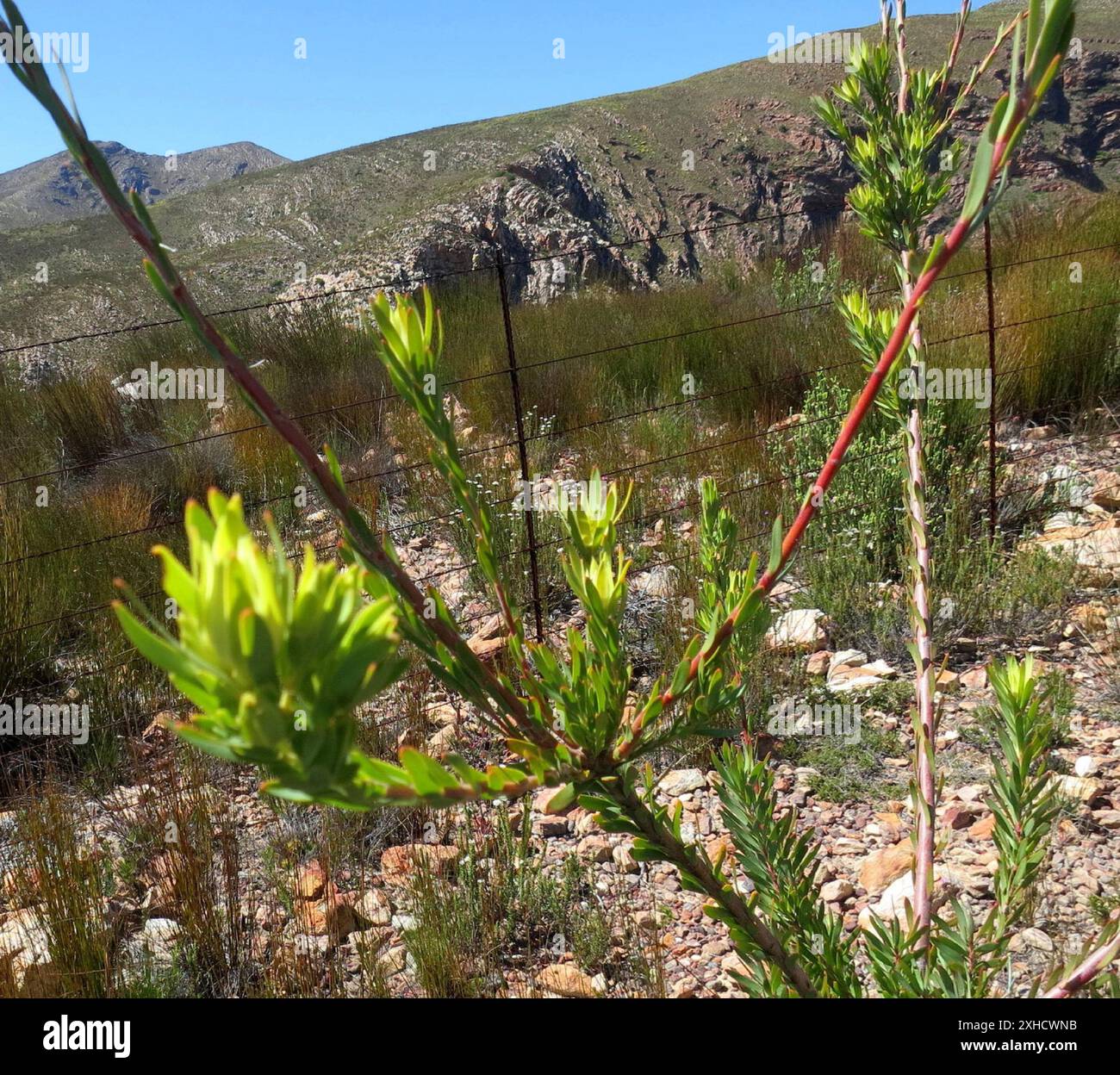 Deltaseed Conebushes (Trigona) Cockscomb lower down Stock Photo